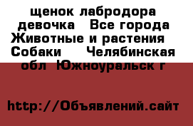щенок лабродора девочка - Все города Животные и растения » Собаки   . Челябинская обл.,Южноуральск г.